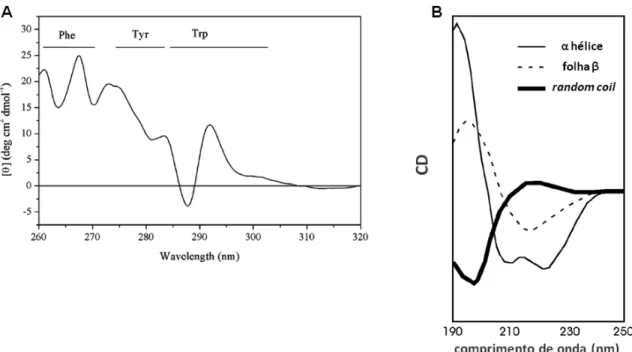 Figura 10. (A)  O espectro do CD na região do UV-próximo da dehidroquinase de  Streptomyces coelicolor