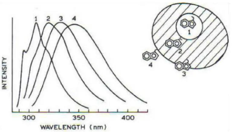 Figura 11. Exemplos dos espectros de fluorescência do triptofano. A figura  ilustra os diferentes espectros de emissão do triptofano de acordo com sua  localização na molécula; Lakowicz, 2004