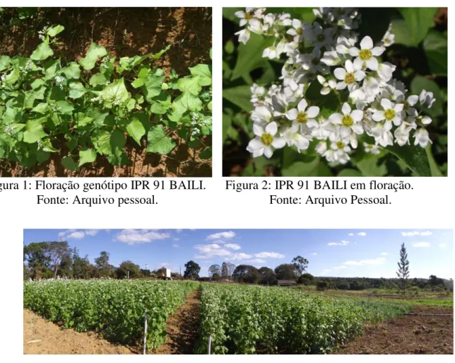 Figura 1: Floração genótipo IPR 91 BAILI.      Figura 2: IPR 91 BAILI em floração. 