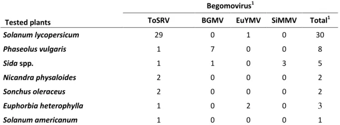 Table  1.  Identification  of  begomovirus  species  present  in  infected  tomato,  bean  and  weed  plants by direct sequencing of PCR products 