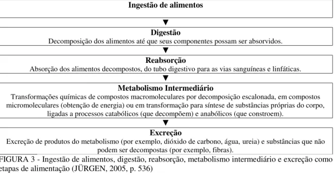 FIGURA 3 - Ingestão de alimentos, digestão, reabsorção, metabolismo intermediário e excreção como  etapas de alimentação (JÜRGEN, 2005, p