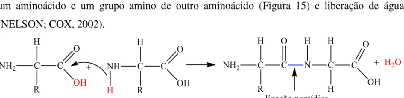 FIGURA 15 - Reação geral de condensação entre dois aminoácidos formando um peptídeo     
