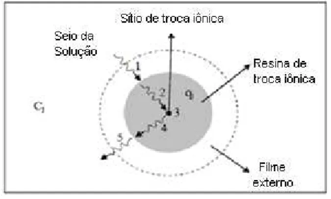 Figura  8.  Representação  do  mecanismo  de  transferência  de  massa  envolvidos  nos  processos  de  troca  iônica