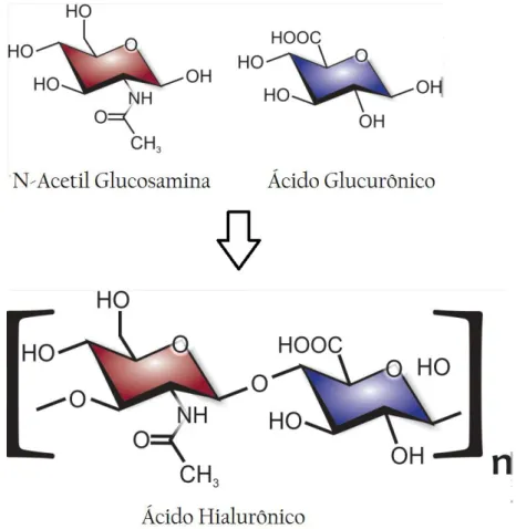 Figura 1. Estrutura molecular de uma unidade dissacarídea de Ácido Hialurônico contendo N-Acetil Glucosamina e  Ácido Glucurônico