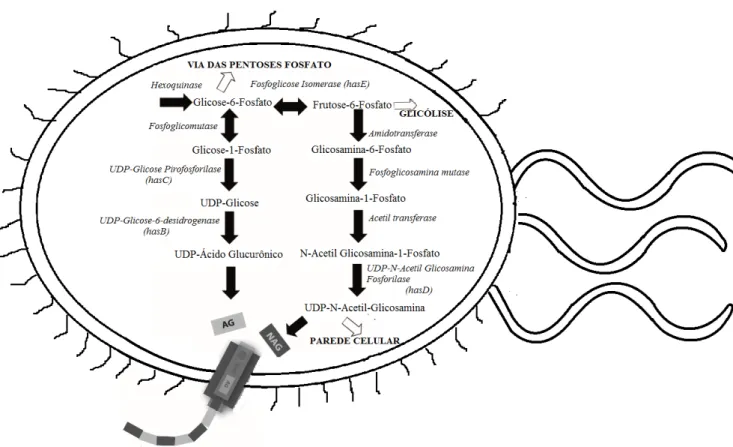 Figura 3. Via metabólica da síntese de Ácido Hialurônico em bactérias com destaque para a enzima HAS acoplada à  membrada do microrganismo