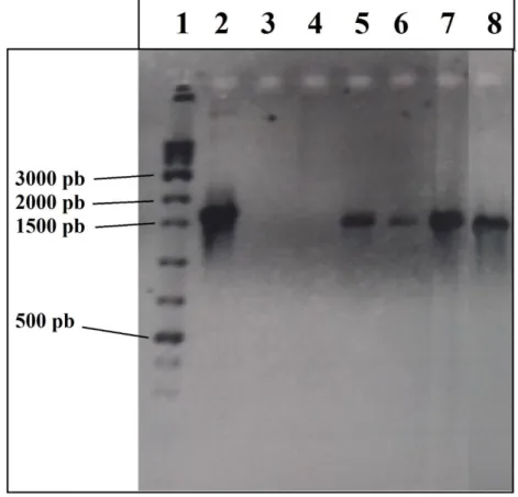 Figura 19. Análise de PCR de colônia da integração do gene hasB (1507 pb) nas cepas transformadas neste estudo