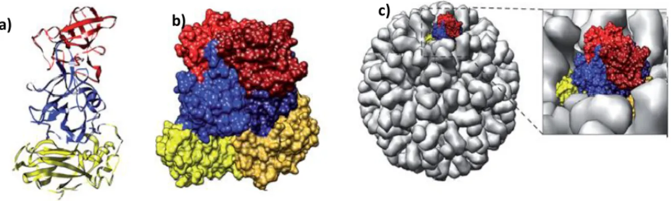 Figura 2: Estrutura do capsídeo. a) Estrutura do monômero de VP1 é mostrada na região vermelho = P2,  azul = P1, amarelo = (S) b) Dois  monômeros de  proteínas do capsídeo forma o dímero A-B (indicado  com o monômero A em tons claros e o monômero B em tons