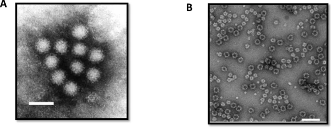 Figura  5.  Micrografia  eletrônica  de  partículas  virais  e  VLP.  (A)  Micrografia  eletrônica  de  partículas  virais em amostras de fezes e (B)VLP produzidas por sistema de expressão de proteína do Baculovírus  Fonte: (A):Wikipedia