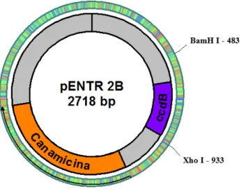 Figura  7:  Representação  esquemática  do  vetor  pENTR  2B  (Invitrogen)  salientando  os  sítios  BamHI   XhoI e genes de resistência para canamicina (em laranja) utilizados para a clonagem