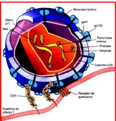 Figura 2. Desenho representativo da estrutura do vírus da  imunodeficiência humana. (adaptado de Abbas et al., 2002)