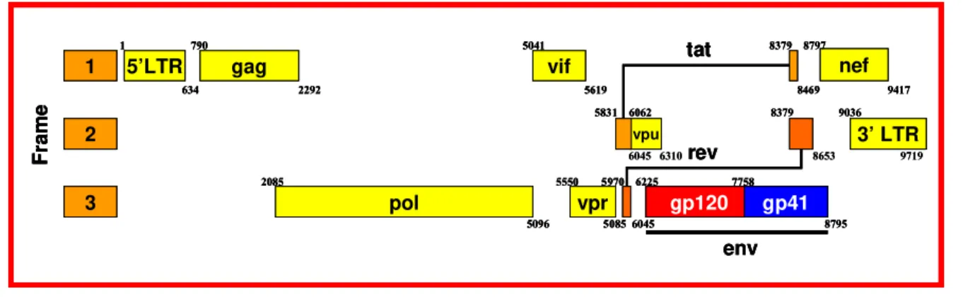 Figura 3. Diagrama esquemático do genoma do HIV-1. Os números representam a posição dos nucleotídeos referentes  à linhagem viral HXB2