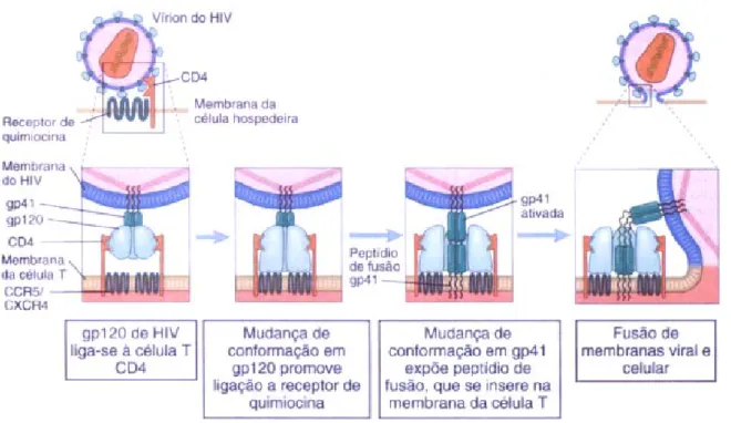 Figura 4. Mecanismo de entrada do HIV-1 na célula hospedeira (adaptado de Abbas et al., 2002)