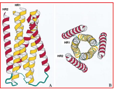 Figura 7. A: Diagrama esquemático do “feixe de 6 hélices” formado pelo  enovelamento das regiões em α-hélice HR1 (amarelo) e HR2 (vermelho)  em um trímero da gp41