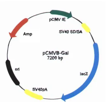 Figura 8. Representação esquemática do mapa físico do  vetor pCMVβ-Gal (Clontech). Adaptado de Ruggiero  (2002).