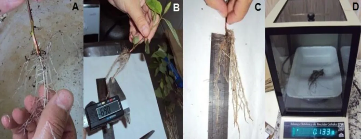 Figura 2. Avaliação dos tratamentos. A: Retirada do substrato das raízes; B: Mensuração  do  diâmetro  das  raízes;  C:  Medição  do  comprimento  das  raízes;  D:  Obtenção  da  massa  seca das raízes
