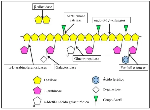 Figura  2  –  Esquema  da  composição  da  xilana  e  enzimas  envolvidas  envolvidas  na  degradação  da  xilana  (Adaptado  de  RATANAKHANOKCHAI  et  al.,  2013).