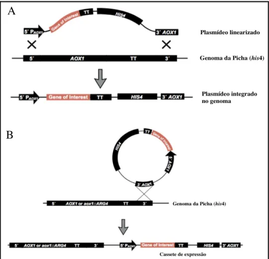 Figura  3  -  Mecanismos  de  integração  do  cassete  de  expressão  no  genoma  de  P