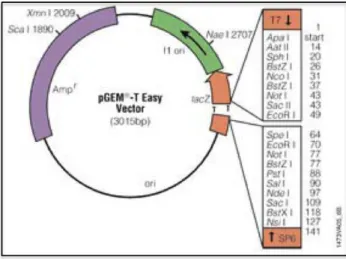Figura 4 - Representação esquemática do mapa físico do vetor para clonagem de produto  de PCR pGEM-T-Easy (Promega)