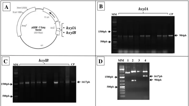 Figura  13  –  Estratégia  para  clonagem  dos  genes  hxylA  e hxylB  no  vetor  pGEM-T-Easy