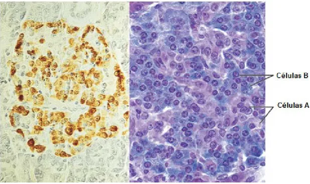 Figura 2. Ilhota de Langerhans.  À direita, fotomicrografia de uma ilhota de Langerhans que mostra  células alfa (A) e beta (B)