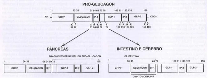 Figura 5. Processamento alternativo pós-traducional do pró-glucagon no pâncreas, intestino e  cérebro