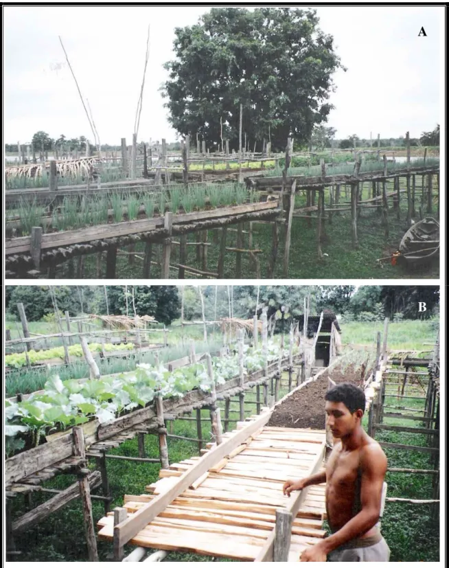 Figura  1:  Produção  de  hortaliças  em  canteiros  suspensos  no  Paraná  do  Limão