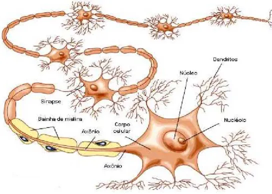 Figura 2.1 Neurônio típico (Modificado - 