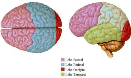 Figura 2.2 Principais áreas do córtex (Modificado-