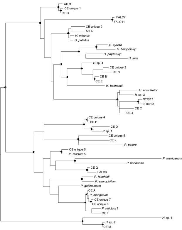 Figura 1. Filogenia dos parasitos da malária aviária em aves do Cerrado baseada em 600 pares  de  base  do  gene  mitocondrial  citocromo  b