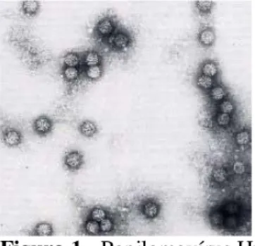 Figura 1 - Papilomavírus Humano 