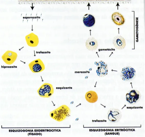 FIGURA 2 - Ciclo Biológico do Plasmodíum. 