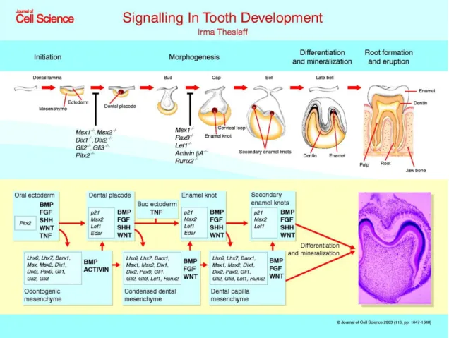 Figura 1: Sinalização no desenvolvimento dentário (50) 