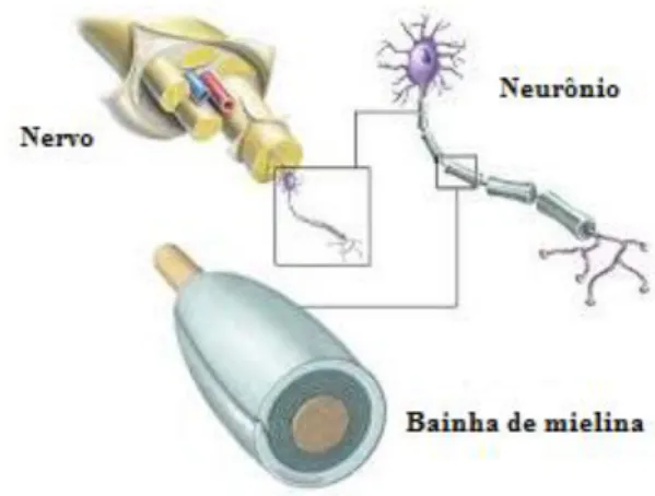 Figura 1  –  A bainha de mielina 