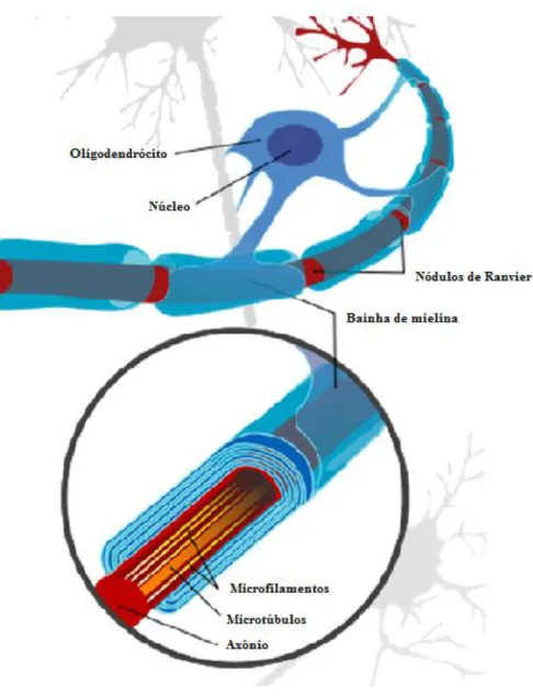 Figura 2  –  Formação da bainha de mielina no sistema nervoso central 