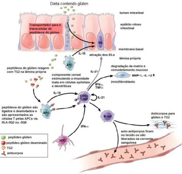 Figura 5  –  Esquema simplificado da patogenese da doença celíaca. Os peptídeos do glúten são  muito resistentes a ação das proteases intestinais