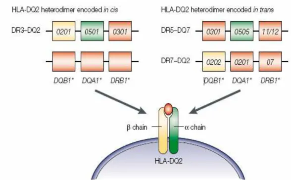 Figura 2: Haplótipos que predispõem à doença celíaca: DQA1*05 e DQB1*02 com disposição em cis  (mesmo cromossomo) ou em trans (em cromossomos diferentes) codificam o heterodímero alfa, beta  DQ2 presente na maioria dos pacientes com doença celíaca