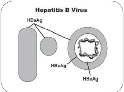 Figura 1:  Esquema do Vírus da Hepatite B (HBV) 
