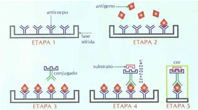 Figura 6:  Seqüência esquemática de reação ELISA do tipo “sanduíche” para  pesquisa de antígeno com uma amostra reagente 