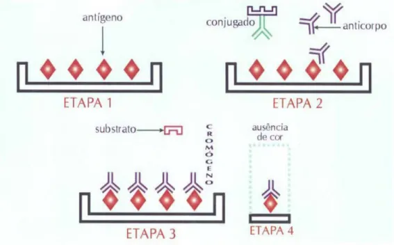 Figura 7:  Seqüência esquemática de uma técnica de ELISA tipo competitivo com  uma amostra reagente 