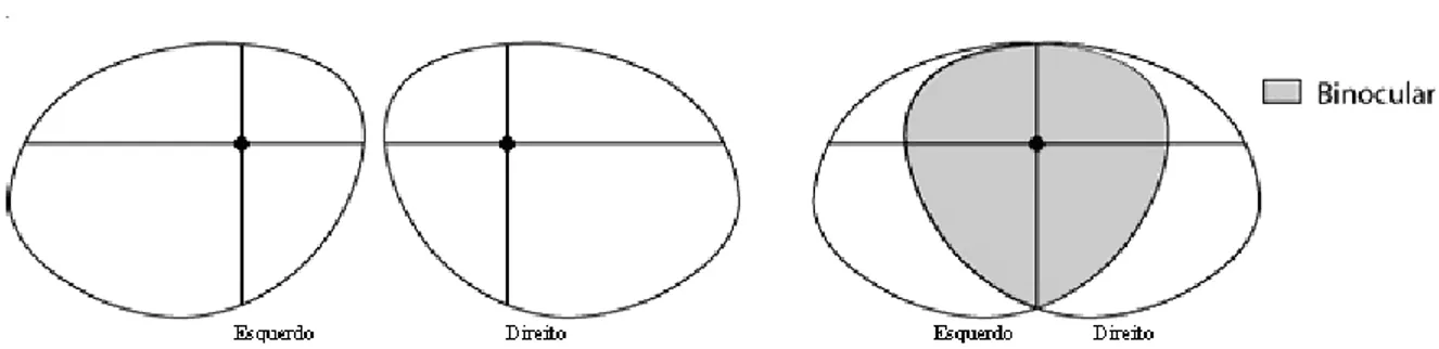 Figura 3a: Representação gráfica dos limites campimétricos em condição monocular e binocular