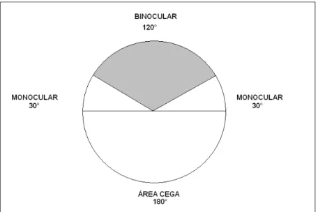 Figura  3b:  Representação  gráfica  dos  limites  campimétricos  em  condição  monocular  e  binocular  (fonte: 