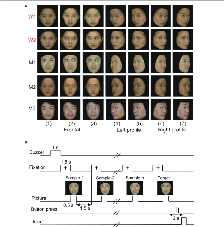 FIGURE 1 | Visual stimulus set (A) and task paradigm (B) used in the present study. (A) The 35 facial photos of five different models, including two females (W1 and W2) and three males (M1, M2, and M3), that were used in the present study