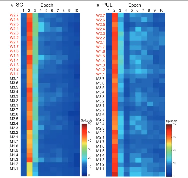 FIGURE 2 | The temporal changes in the mean response magnitudes of the neurons in the superior colliculus (SC) (A) and pulvinar (PUL) (B) to the facial stimuli across the different epochs