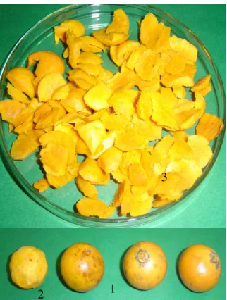 FIGURA 3. Frutos (1), fruto descascado (2) e polpa fatiada de bocaiúva  (3), Acrocomia aculeata (Jacq.) Lodd