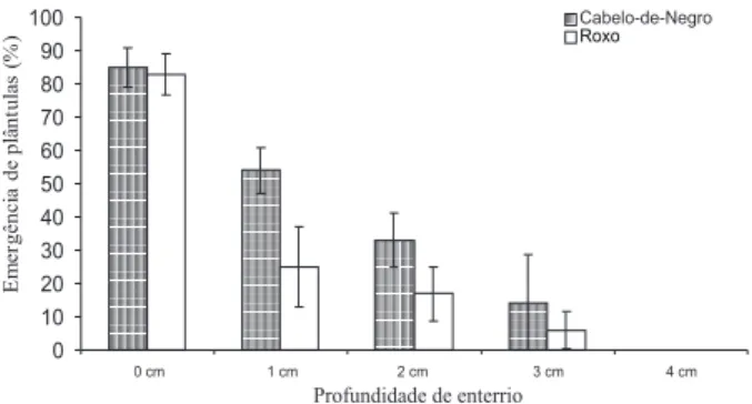 Figura 1 – Emergência de plântulas de Melinis minutiflora (capim-gordura)  das cultivares Cabelo-de-Negro e Roxo nas diferentes profundidades de enterrio de suas sementes, coletadas no ano de 2003, no Parque Nacional de Brasília, Distrito Federal.