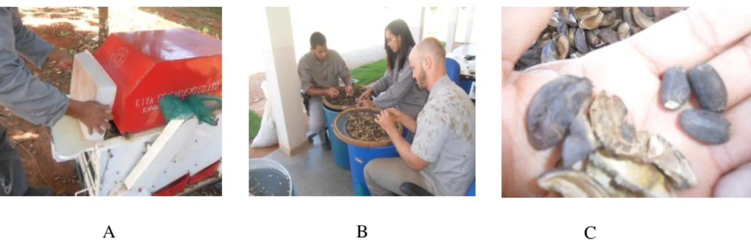 Figura  1  –  (A)  Equipamento  para  desintegrar  o  fruto  de  pinhão  manso;  (B)  Separação  do  epicarpo da semente; (C) epicarpo do pinhão manso