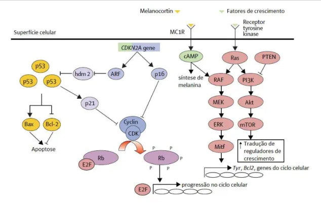 Figura  3.  Principais  vias  moleculares  envolvidas  na  formação  e  regulação  do  melanoma  (THOMPSON; SCOLYER; KEFFORD, 2005)