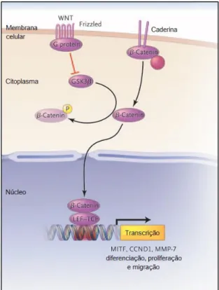 Figura  4.  Via  de  sinalização  da  beta-catenina,  envolvida  na  progressão  para  o  melanoma  metastático (MILLER; MIHM, 2006)