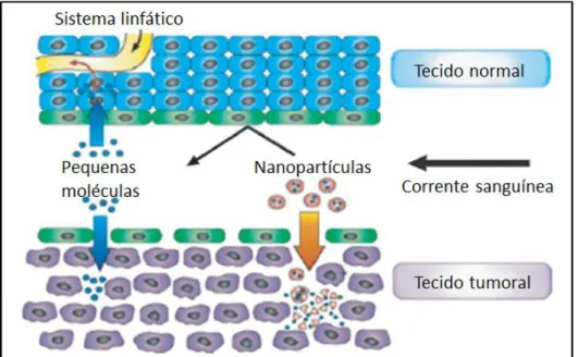 Figura  14.  Esquema  do  efeito  EPR  (retenção  e  permeabilidade  aumentada)  que  permite  a  entrega passiva de nanopartículas diretamente ao tumor