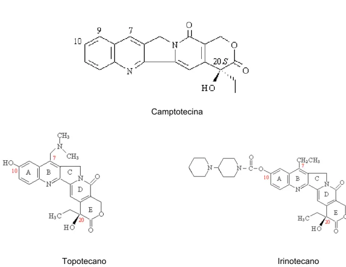 FIGURA 6 - Camptotecina, isolada de Camptotheca  acuminata, e seus derivados semi- semi-sintéticos Irinotecano e Topotecano 